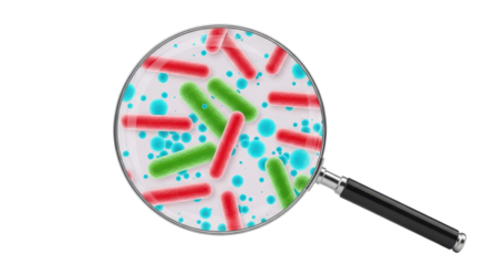 Bacteria under magnifying glass for scientific research isolated PNG with Transparent Background