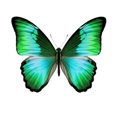 Fototapeta premium Vibrant green and blue butterfly with intricate wing patterns