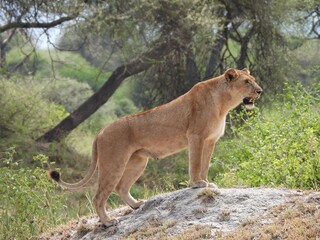 A lion on the anthill in the Tarangire national park
