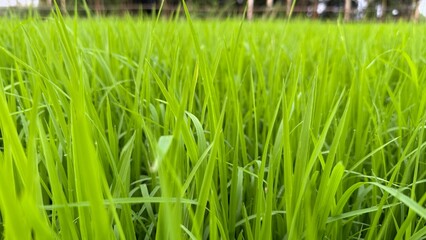 Obraz premium Young paddy field showcasing vibrant green grass blades swaying gently in a lush landscape