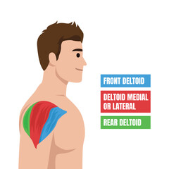 Anatomy of the Deltoid Muscle. Shoulder Sections Explained. Flat vector illustration isolated on white background