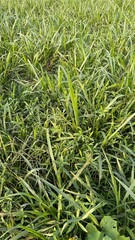 Abundant green grass and various plants create a dense, verdant groundcover landscape in natural light