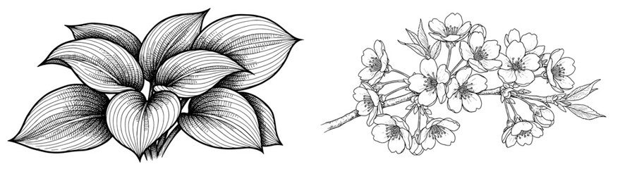 Botanical sketch with hosta and cherry blossom. Floral drawing, decorative, spring, bloom, garden, elegant, artistic.
