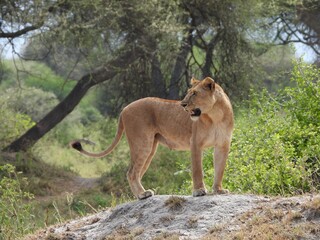 A lion on the anthill in the Tarangire national park