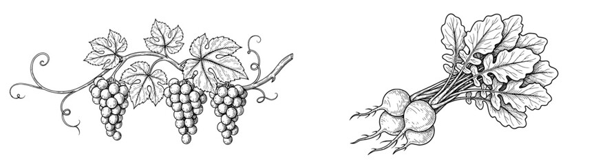 Fototapeta premium Grapes and turnips, vintage engraving illustration. Fresh produce, vegetables, fruit, organic, healthy, agriculture, nutrition, farming, farm