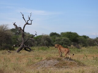 A lion on the anthill in the Tarangire national park