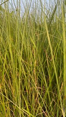 Green grass blades fill the frame in a verdant field close up