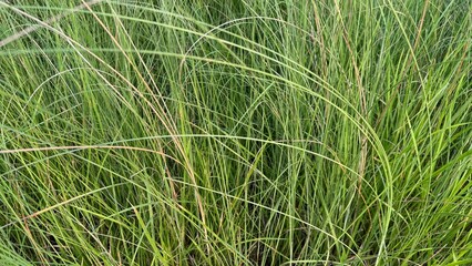 Green summer grass in a rural meadow with wheat crops swaying in the morning wind
