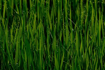green grass background 稲