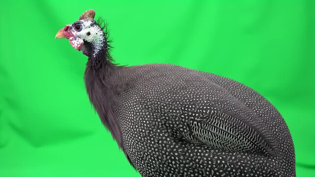 Guinea Fowl Bird with Spotted Feathers on Green Screen Background