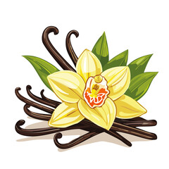 Vanilla flower and pods vector color illustration. Composition of aromatic spice with buds and leaves.