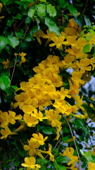 Dolichandra unguis-cati, Flower blooming in Thailand. Summertime came with yellow. Suan Phueng, Ratchaburi