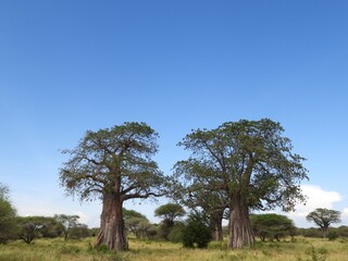 Two Baobab trees in the Tarangire national park