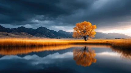 Wanddecoratie Reflectie Golden autumnal tree reflected in tranquil waters.  © Herlita