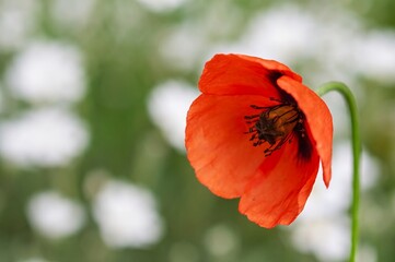Beautiful orange poppy flower in soft focus against a blurred green background.