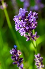 A beautiful close-up showcases vibrant purple lavender blooms against a soft green backdrop.