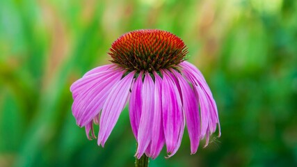 Purple coneflower blossoms beautifully, displaying vibrant petals and intricate details in the summer sun.