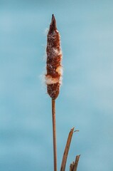 Close-up of a cattail plant, its seed head silhouetted against a tranquil blue backdrop.