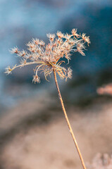 A close-up of a dried wildflower, showcasing its delicate textures and forms.