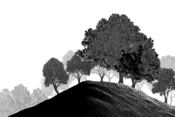 Grayscale landscape view of a hilltop with trees