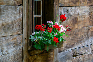 Rustic wooden window with colorful geraniums in flower box