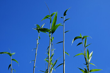 初夏の青空に伸びゆく若竹