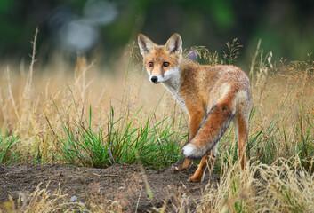 Cute young red fox ( Vulpes vulpes )
