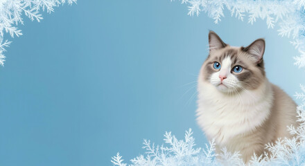 Ragdoll cat with blue eyes and white fur against snowy winter background with snowflakes. Holiday winter celebration for new year party and christmas festive season pet elegance