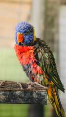 red and yellow macaw