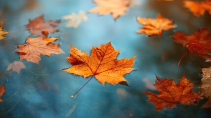 autumn maple leaves floating on water, seasonal nature wallpaper
