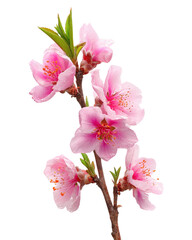 Peach blossom branch with pink flowers on transparent background