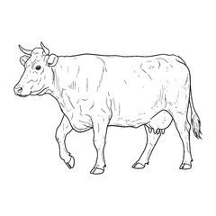 Broad-shouldered Bovine Distinctive Character Span - Cow vector - Cow Line art - Cow Drawing - Vector Lineart of Cow - cow icon - outline of cow

