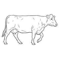 Ruminant Beast Untamed Spirit Vision - Cow vector - Cow Line art - Cow Drawing - Vector Lineart of Cow - cow logo - cow outline

