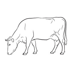 Domestic Bovine Farm Creature Type - Cow vector - Cow Line art - Cow Drawing - Vector Lineart of Cow - cow logo - cow outline

