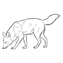 Elusive Coyote Ancient Aura Ambit - Coyote vector - Coyote Line art - Coyote Drawing - Vector Lineart of Coyote - coyote icon - outline of coyote

