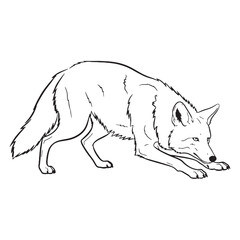 Adaptive Coyote Rare Trait Element - Coyote vector - Coyote Line art - Coyote Drawing - Vector Lineart of Coyote - coyote logo - coyote outline

