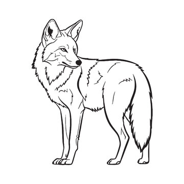 Prairie Coyote Canine Creature Type - Coyote vector - Coyote Line art - Coyote Drawing - Vector Lineart of Coyote - coyote logo - coyote outline

