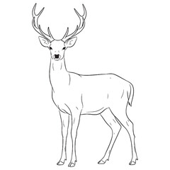 Bushy-tailed Deer Sensory Head Traits - Deer vector - Deer Line art - Deer Drawing - Vector Lineart of Deer - deer logo - deer outline

