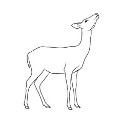 Alert Deer Inherent Nature Soul - Deer vector - Deer Line art - Deer Drawing - Vector Lineart of Deer - deer logo - deer outline

