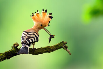 Eurasian hoopoe bird in early morning light ( Upupa epops ) © Piotr Krzeslak