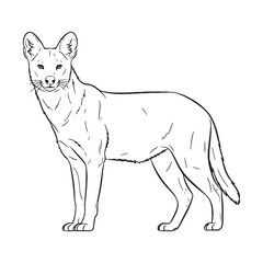 Bushy-tailed Dhole Terrestrial Form View - Dhole vector - Dhole Line art - Dhole Drawing - Vector Lineart of Dhole - dhole icon - outline of dhole

