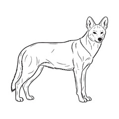 Forest-dwelling Dhole Silent Presence Air - Dhole vector - Dhole Line art - Dhole Drawing - Vector Lineart of Dhole - dhole logo - dhole outline

