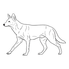 Social Dhole Body Anatomy Sketch - Dhole vector - Dhole Line art - Dhole Drawing - Vector Lineart of Dhole - dhole icon - outline of dhole

