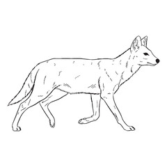 Red-furred Dhole Feature Shape - Dhole vector - Dhole Line art - Dhole Drawing - Vector Lineart of Dhole - dhole logo - dhole outline

