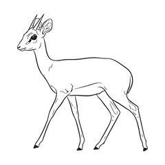 Diminutive Dik-dik, Physical Makeup Figure, Dik-dik vector, Dik-dik Line art, Dik-dik Drawing, Vector Lineart of Dik-dik, dik-dik icon, outline of dik-dik

