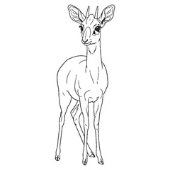 Skittish Dik-dik, True Identity Phase, Dik-dik vector, Dik-dik Line art, Dik-dik Drawing, Vector Lineart of Dik-dik, dik-dik icon, outline of dik-dik


