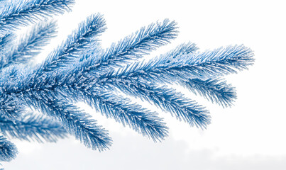 Obraz premium Frozen Winter Fir Branch Detail
