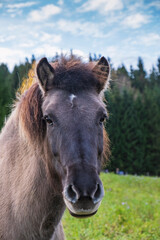 Obraz premium Front view close-up of an Icelandic horse standing in a green summer pasture with conifer trees in the background. Rustic farm animal portrait.