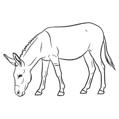 Stubborn Donkey Being Attribute - Donkey vector - Donkey Line art - Donkey Drawing - Vector Lineart of Donkey - donkey icon - outline of donkey

