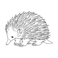 Insectivorous Echidna Distinctive Character Span - Echidna vector - Echidna Line art - Echidna Drawing - Vector Lineart of Echidna - echidna icon - outline of echidna

